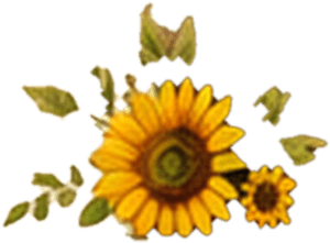 Sunflower Right